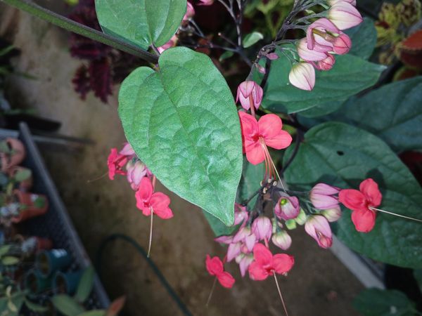 Identificação da planta Lágrima de Ceisto por foto