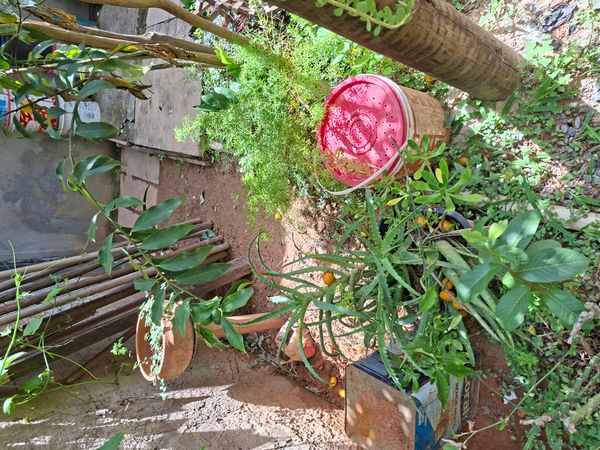 Identificação da planta Babosa ondulada por foto