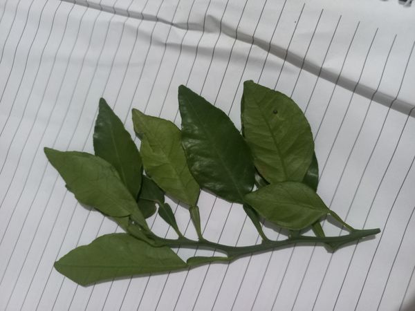 Identificação da planta Mexerica por foto