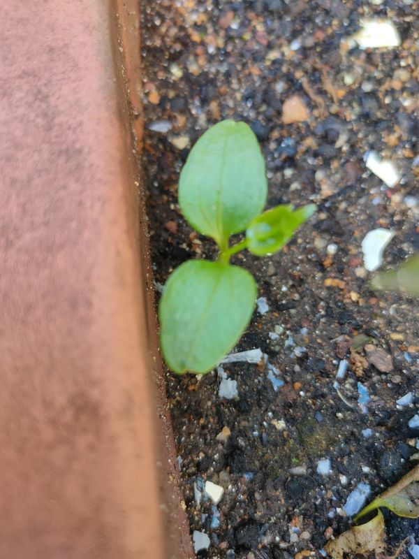 Identificação da planta Cipó-de-São-João por foto