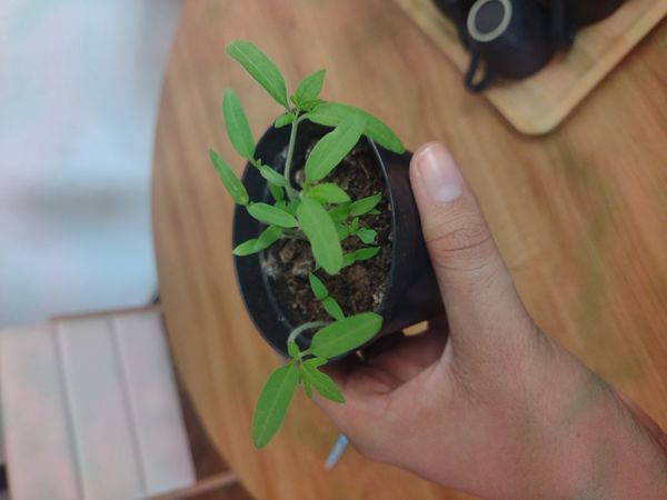 Identificação da planta Tomate por foto