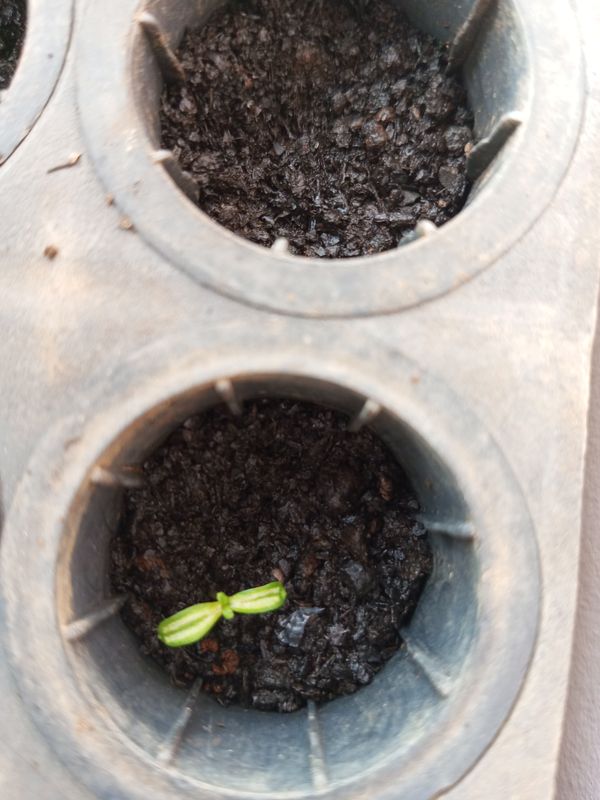 Identificação da planta Pepino-do-mato por foto
