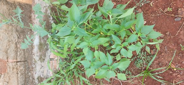 Identificação da planta Chia por foto