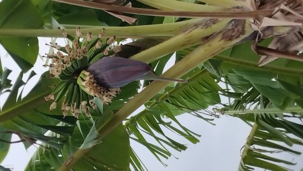 Identificação da planta Bananeira selvagem por foto