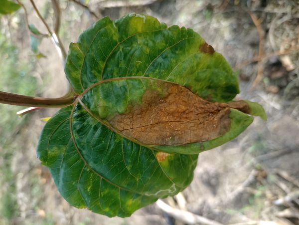 Identificação da planta Maracujá por foto
