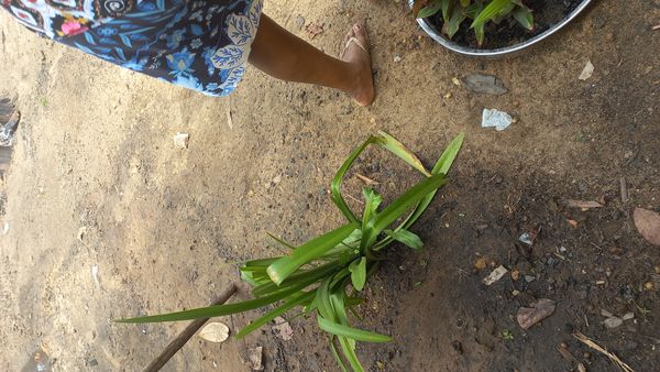 Identificação da planta lírio-da-praia por foto