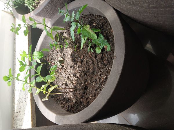 Identificação da planta Hortelã-verde por foto
