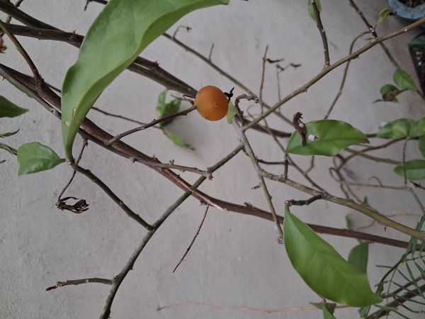 Identificação da planta Ora-pro-nóbis por foto