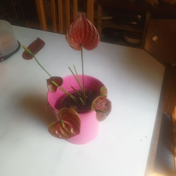 Identificação da planta Antúrio por foto