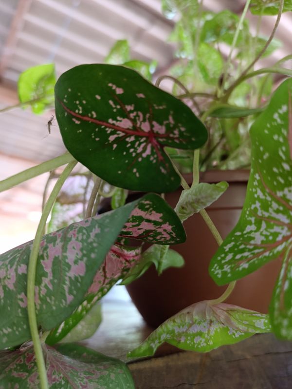 Identificação da planta Tinhorão por foto