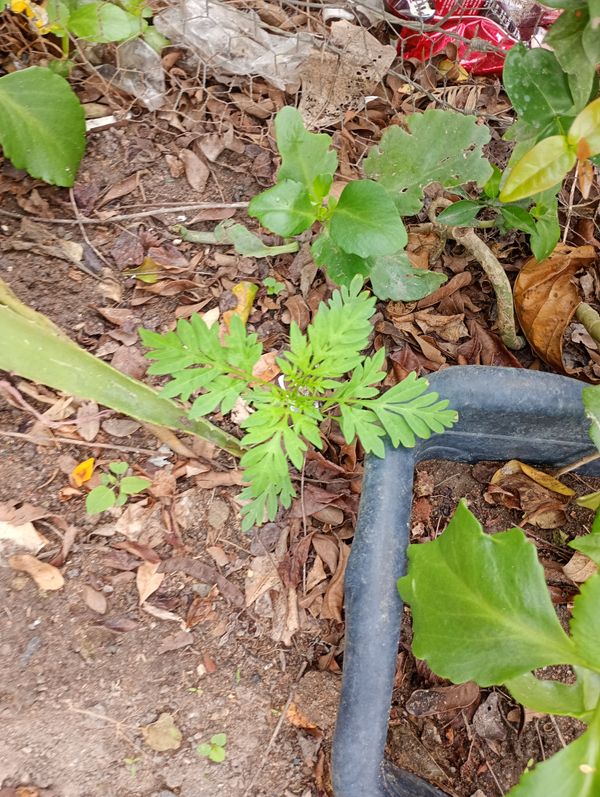 Identificação da planta Cosmos por foto