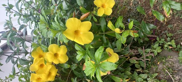Identificação da planta Alamanda por foto