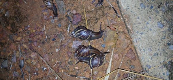 Identificação da planta Carvalho da Serra por foto