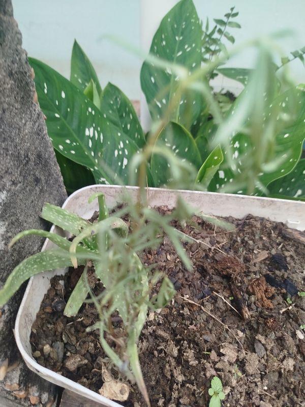 Identificação da planta Estragão por foto