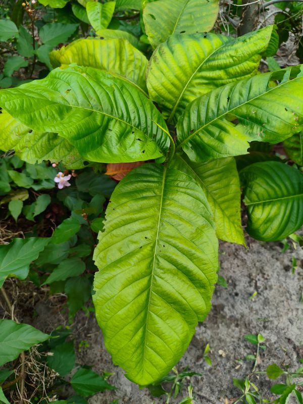 Identificação da planta Pau-formiga por foto