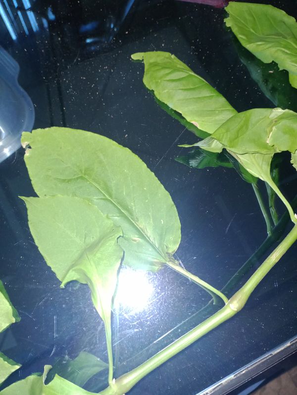 Identificação da planta Sem nome popular conhecido por foto