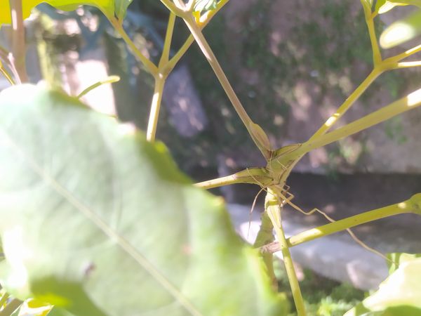 Identificação da planta Café-de-bugre por foto
