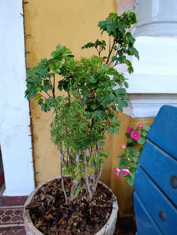 Identificação da planta Bonsai-Havaí por foto
