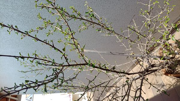 Identificação da planta Acerola por foto