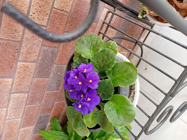Identificação da planta Violeta por foto