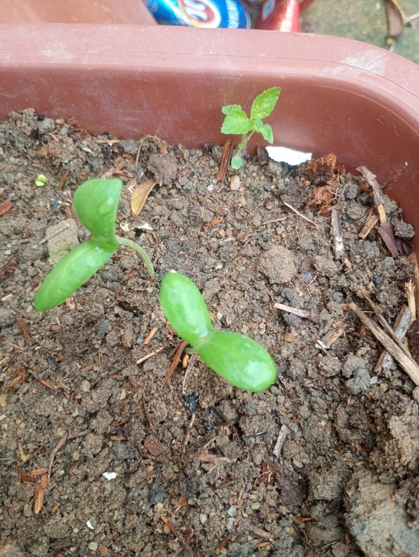 Identificação da planta Agrião por foto