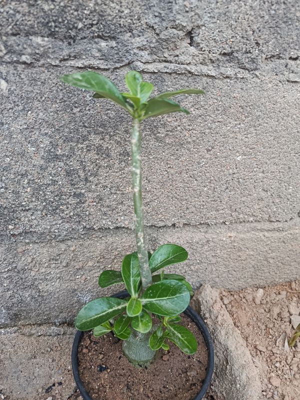 Identificação da planta Rosa-do-deserto por foto