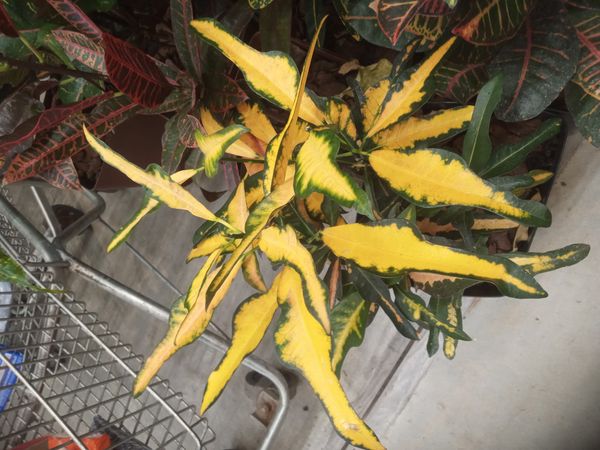 Identificação da planta Cróton por foto
