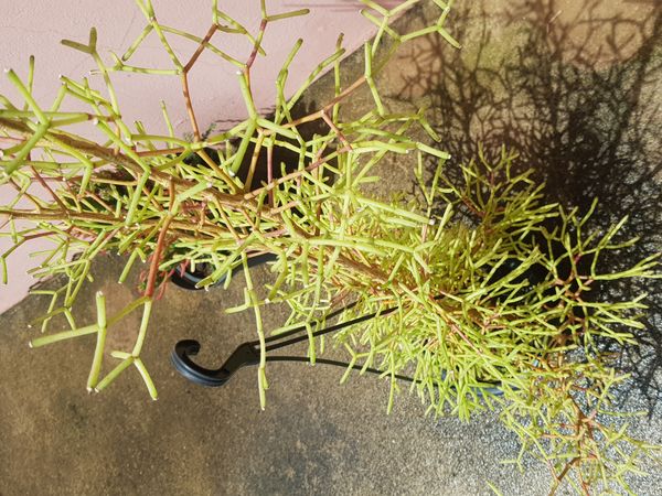 Identificação da planta Cacto Coral por foto