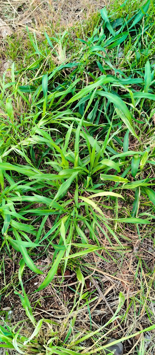 Identificação da planta Capim-colonião por foto
