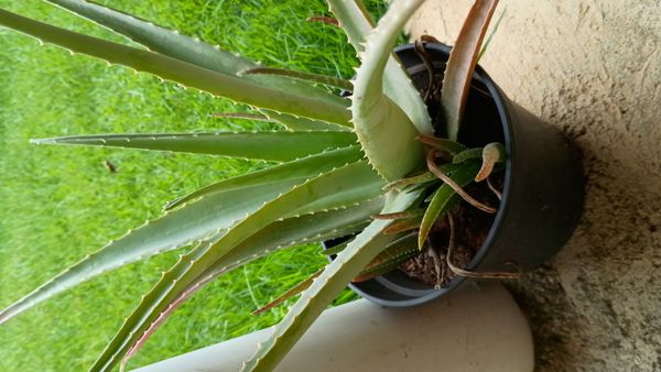Identificação da planta Babosa por foto