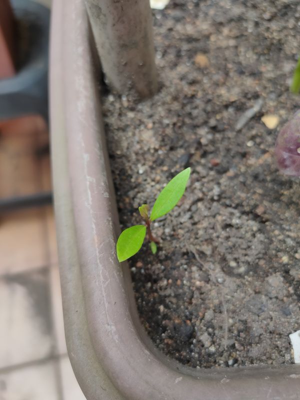 Identificação da planta Jambo carmesim por foto