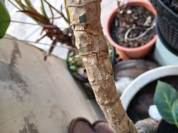 Identificação da planta Pau-d'água por foto