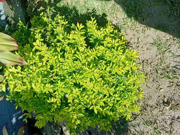 Identificação da planta Pingo-de-ouro por foto
