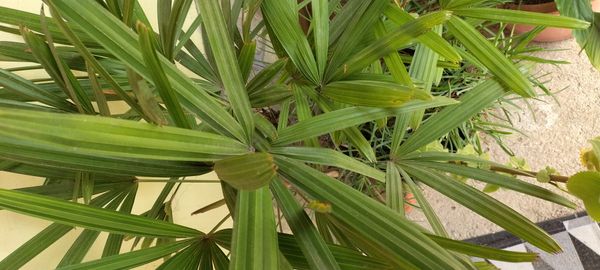Identificação da planta Palmeira-ráfis por foto