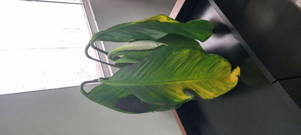 Identificação da planta Lírio da paz por foto