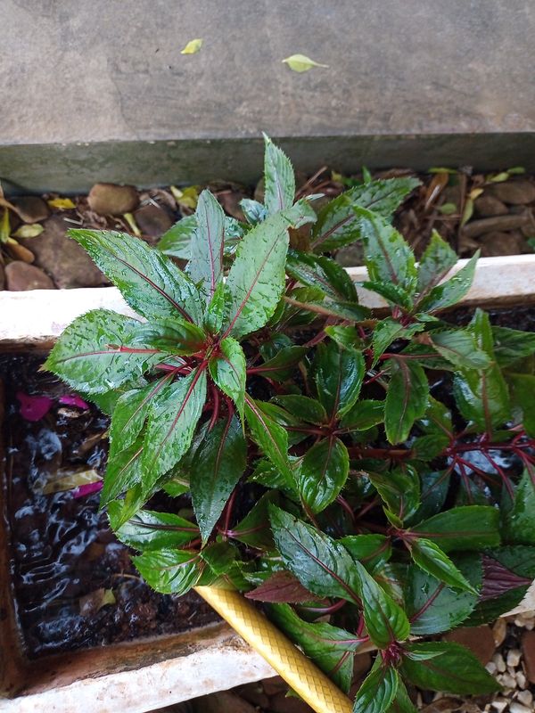 Identificação da planta Beijinho por foto
