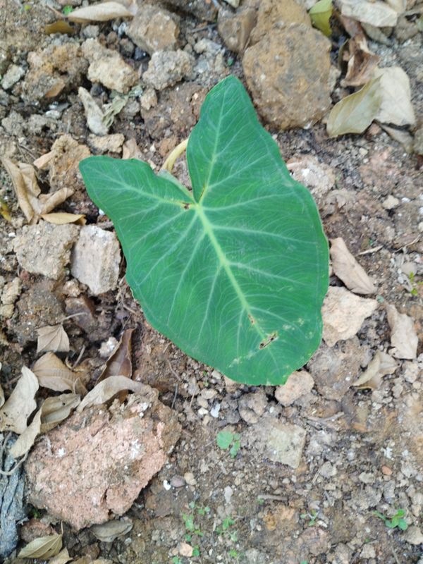 Identificação da planta Taioba por foto