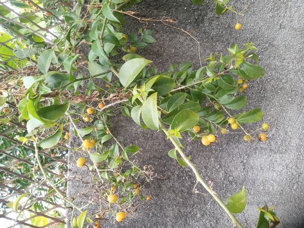Identificação da planta Ora-pro-nóbis por foto