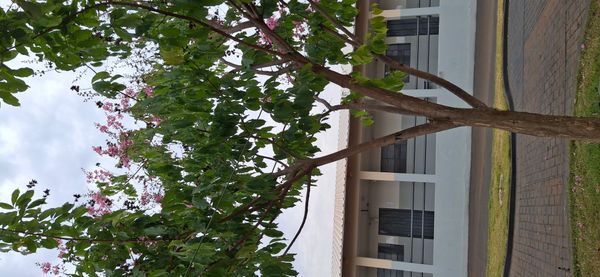 Identificação da planta Resedá-flor-da-rainha por foto