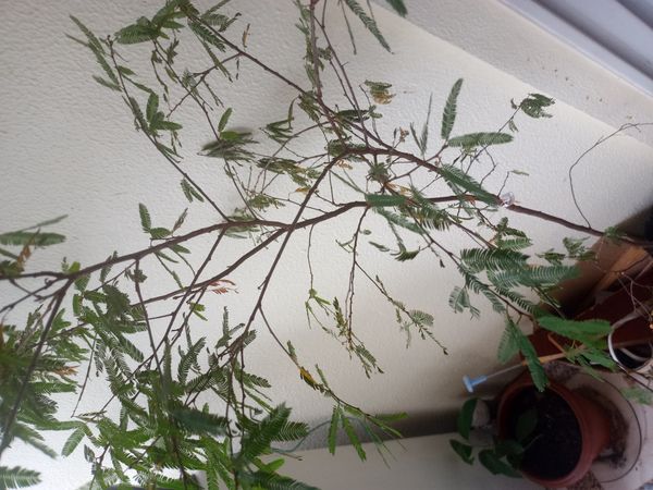 Identificação da planta Jurema-preta por foto