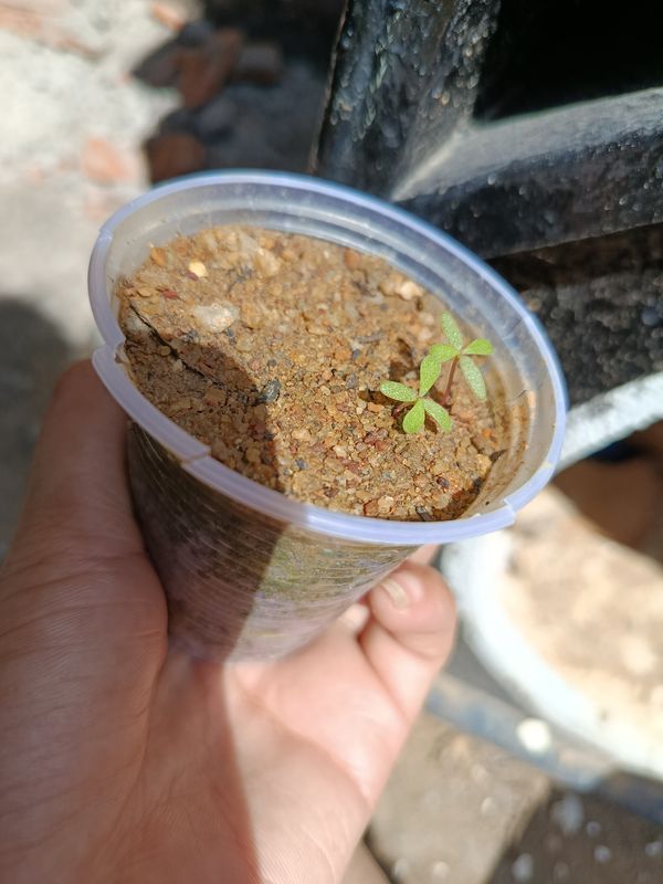 Identificação da planta Onze Horas por foto