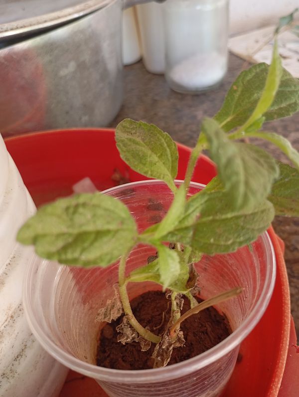 Identificação da planta Stévia por foto