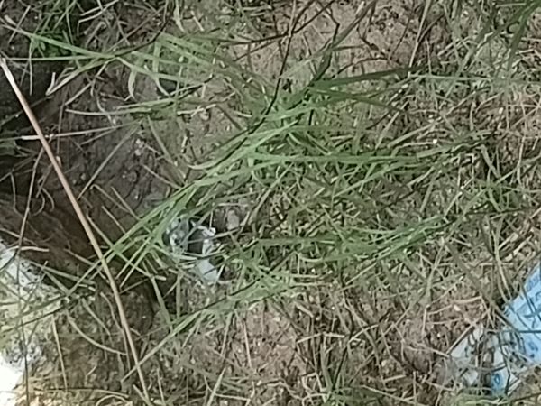 Identificação da planta Grama-bermuda por foto