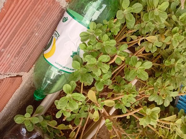 Identificação da planta Coração-roxo por foto