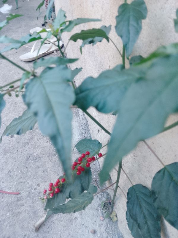Identificação da planta Mercurio ou erva de carpinteiro por foto