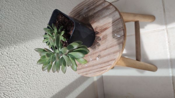 Identificação da planta Suculenta Estrelada por foto