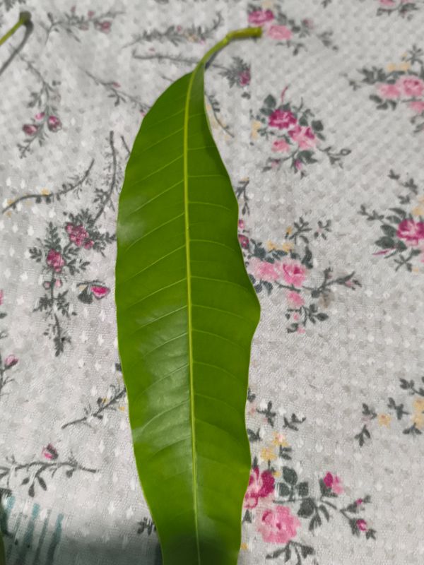 Identificação da planta Manga por foto