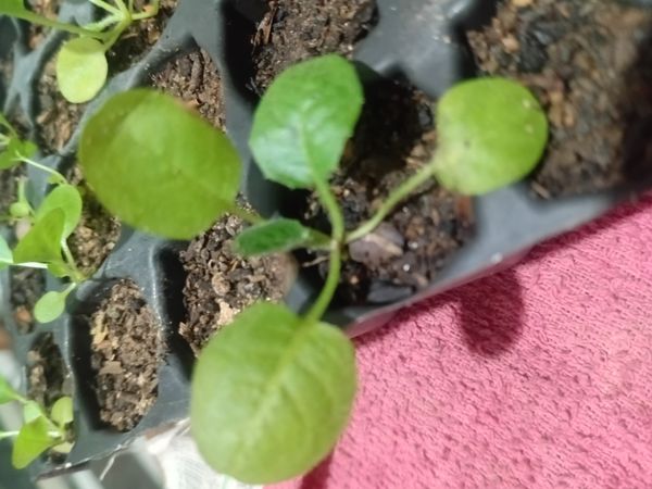 Identificação da planta Almeirão-bravo por foto