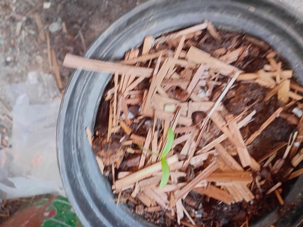 Identificação da planta Erva diamante por foto