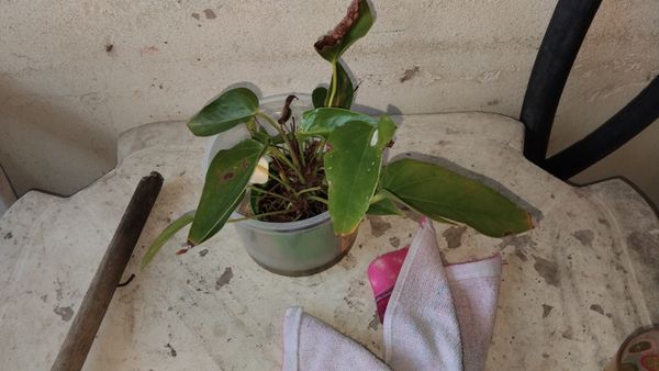 Identificação da planta Micro antúrio por foto